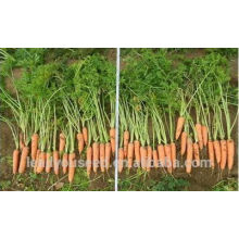 CA05 Hongyang mid-early maturity f1 hybrid quality carrot seeds for planting